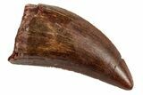 Serrated, Juvenile Carcharodontosaurus Tooth #192654-1